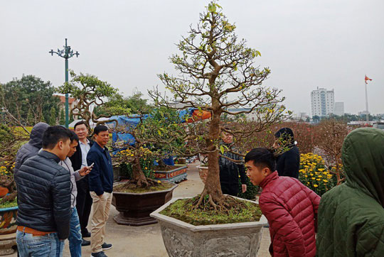 Cây mai khủng được đại gia Ninh Bình mua giá 180 triệu đồng